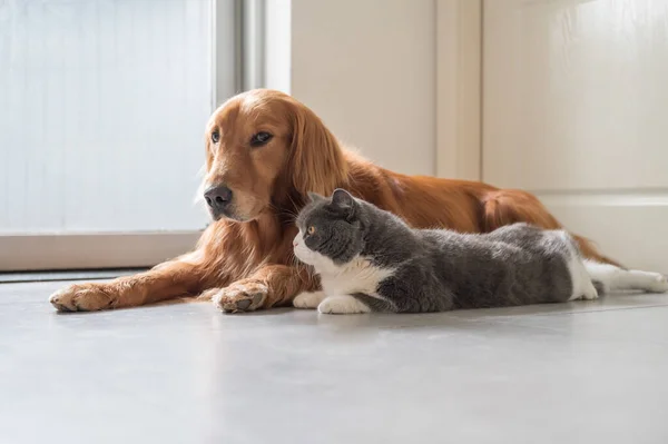 Brittiska Stenografien Och Golden Retriever — Stockfoto