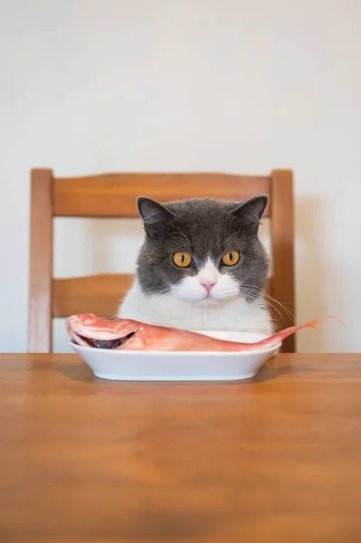 British Shorthair Cat Sitting Chair Looking Fish Dining Table — Stock Photo, Image