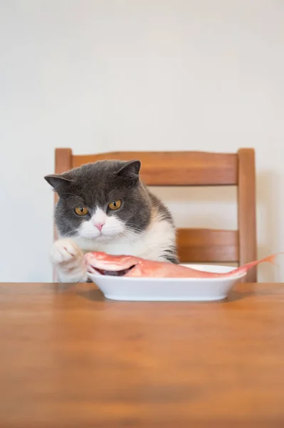 Британская Короткошерстная Кошка Сидит Стуле Смотрит Рыбу Обеденном Столе — стоковое фото