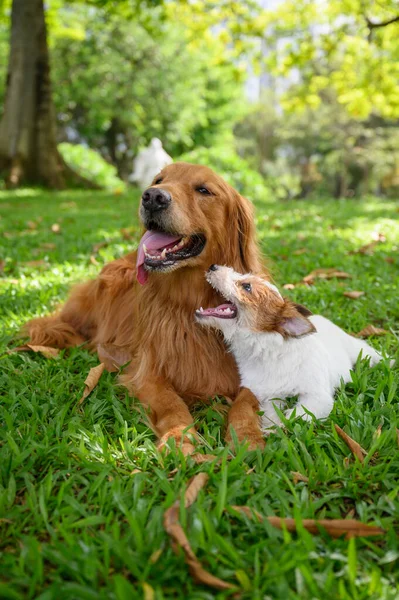 Golden Retriever Jack Russell Terrier Feküdt Fűben — Stock Fotó