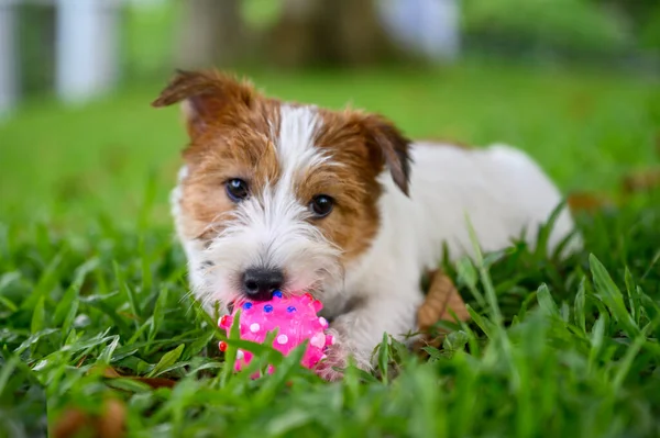 Jack Russell Terrier Deitado Grama — Fotografia de Stock