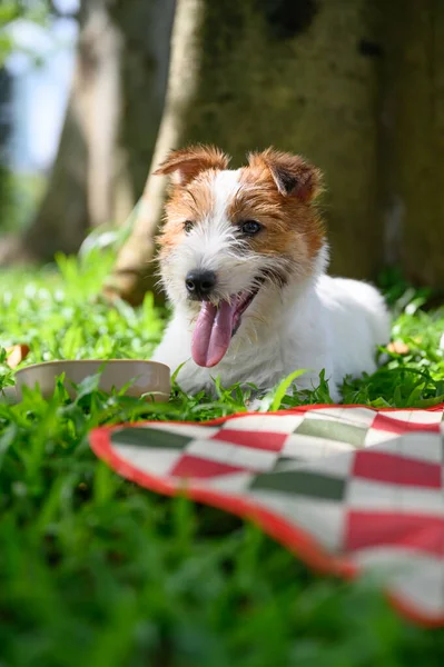 Jack Russell Terrier Deitado Grama — Fotografia de Stock