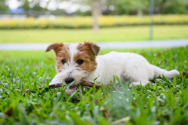Jack Russell Terrier Sdraiato Sull Erba — Foto Stock