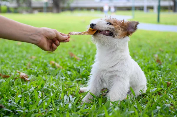 Jack Russell Terrier Brincando Com Proprietário — Fotografia de Stock