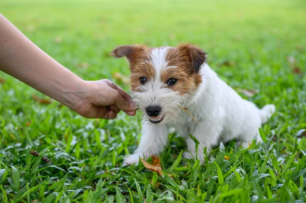 Jack Russell Terrier Brincando Com Proprietário — Fotografia de Stock
