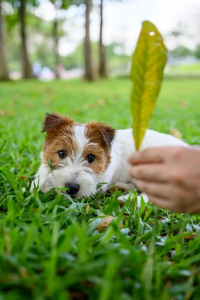Jack Russell Terrier Olhando Para Folhas Sua Mão — Fotografia de Stock
