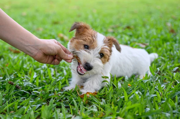 Jack Russell Terrier Brincando Com Proprietário — Fotografia de Stock