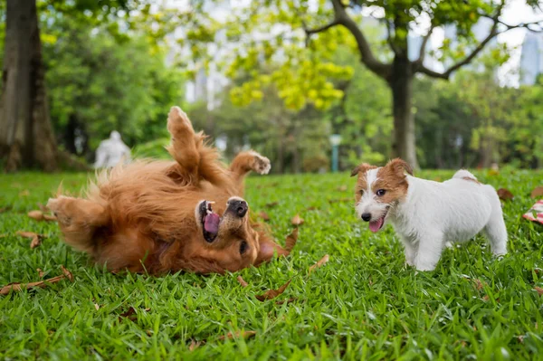 Golden Retriever Jack Russell Terrier Sull Erba Nel Parco — Foto Stock