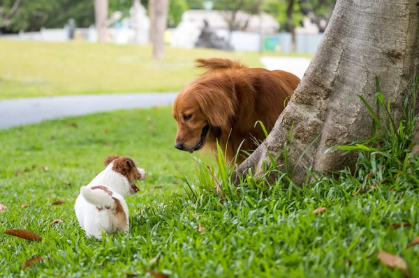 Golden Retriever Jack Russell Terrier Trawie Parku — Zdjęcie stockowe