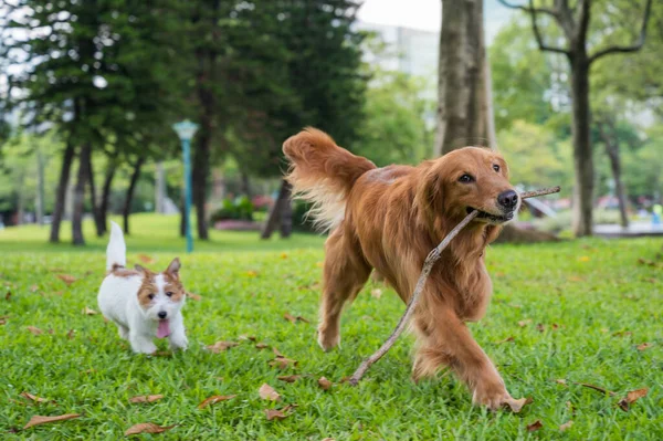 Golden Retriever Dan Jack Russell Terrier Berlari Dan Bermain Rumput — Stok Foto