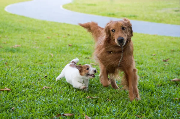 Golden Retriever Jack Russell Terrier Fut Játszik Füvön — Stock Fotó