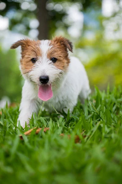 Jack Russell Teriér Hraje Trávě — Stock fotografie