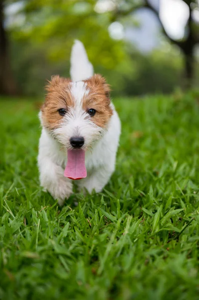 Jack Russell Terrier Jugando Hierba — Foto de Stock