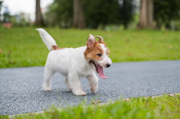 Jack Russell Terrier Brincando Grama — Fotografia de Stock