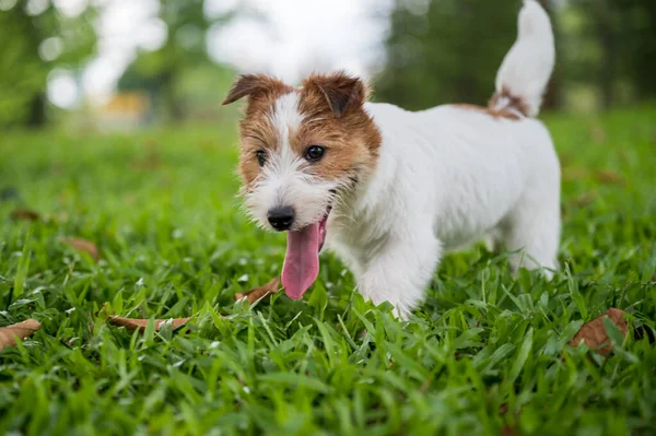 Jack Russell Terrier Παίζει Στο Γρασίδι — Φωτογραφία Αρχείου