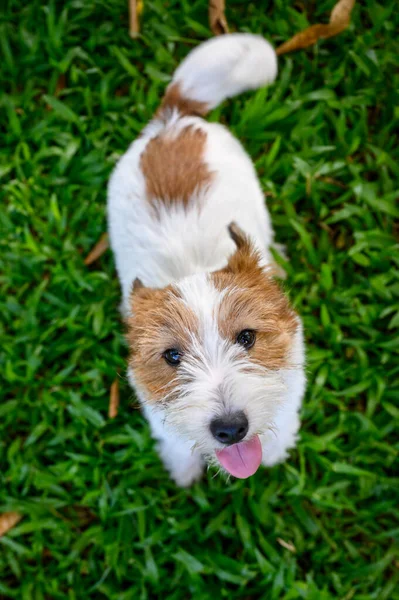 Jack Russell Terrier Mirando Cámara — Foto de Stock