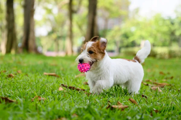 Jack Russell Terrier Brincando Grama — Fotografia de Stock