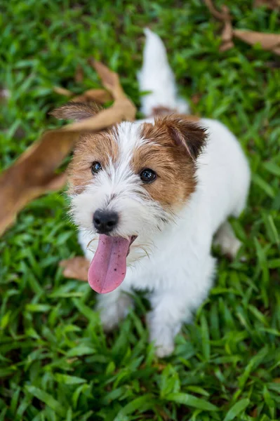 Jack Russell Terrier Mirando Cámara — Foto de Stock