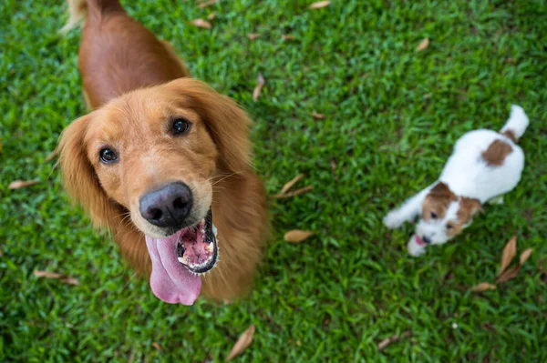 Golden Retriever Jack Russell Terrier Felnéznek Kamerába — Stock Fotó