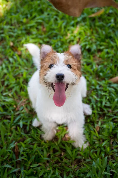 Jack Russell Terrier Olhando Para Câmera — Fotografia de Stock