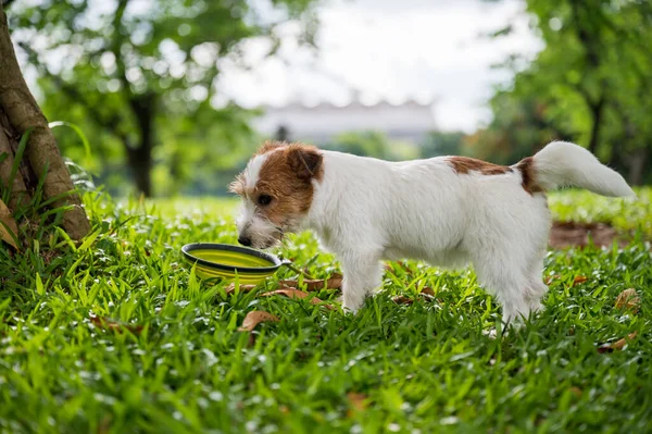 Jack Russell Terrier Speelt Het Gras — Stockfoto