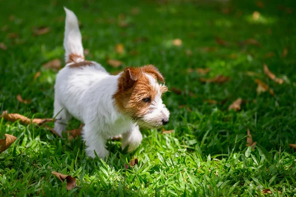 Jack Russell Terrier Che Gioca Sull Erba — Foto Stock
