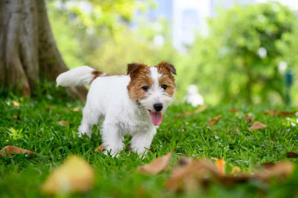 Jack Russell Terrier Brincando Grama — Fotografia de Stock