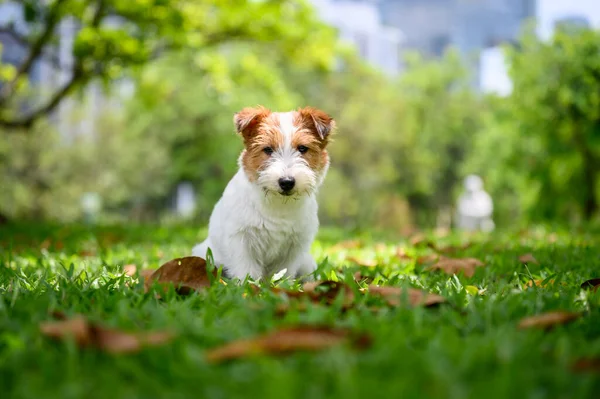 Jack Russell Terrier Brincando Grama — Fotografia de Stock