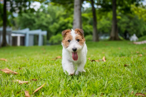 Jack Russell Terrier Brincando Grama — Fotografia de Stock