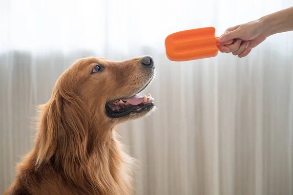 Eis Für Den Golden Retriever — Stockfoto