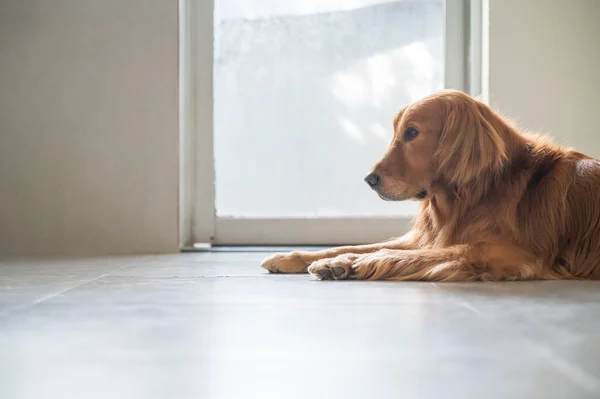 Golden Retriever Tendido Suelo — Foto de Stock