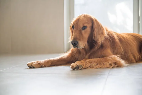 Golden Retriever Tendido Suelo — Foto de Stock