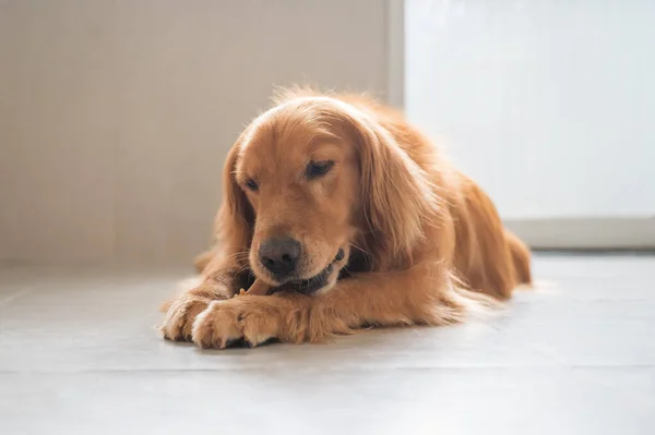 Golden Retriever Lying Floor Eating — Stock Photo, Image