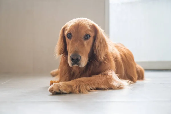 Golden Retriever Tendido Suelo — Foto de Stock