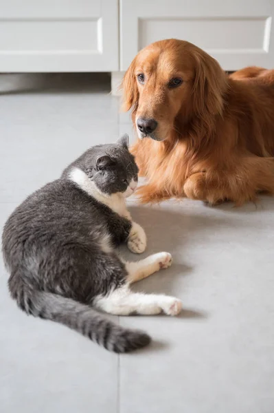 Britisch Kurzhaar Und Golden Retriever — Stockfoto