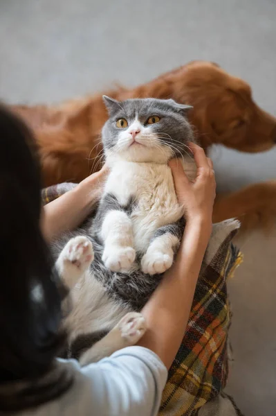 Ngiliz Kısa Boylu Kedisi Ele Tutuşuyor — Stok fotoğraf