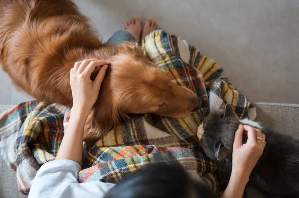 Mani Che Tengono Golden Retriever Gatto Stenografato Britannico — Foto Stock