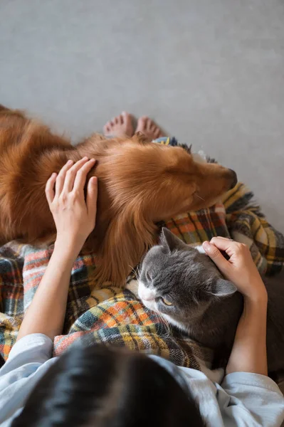 Mani Che Tengono Golden Retriever Gatto Stenografato Britannico — Foto Stock