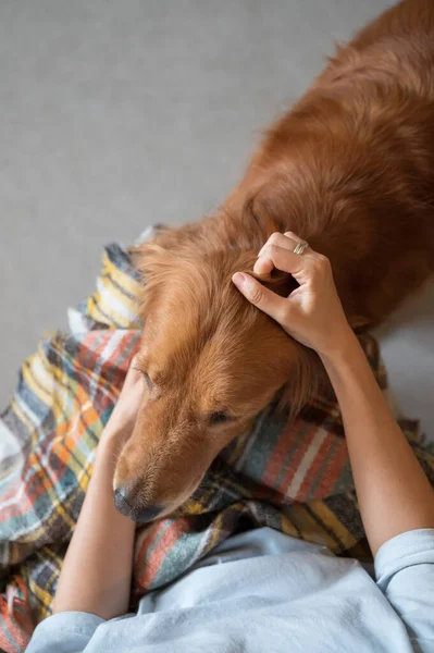 Golden Retriever Met Beide Handen Strijken — Stockfoto