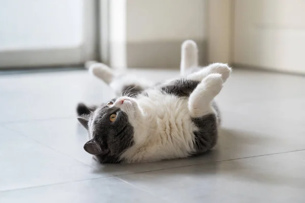 Британская Короткошерстная Кошка Лежит Полу Растягивается — стоковое фото