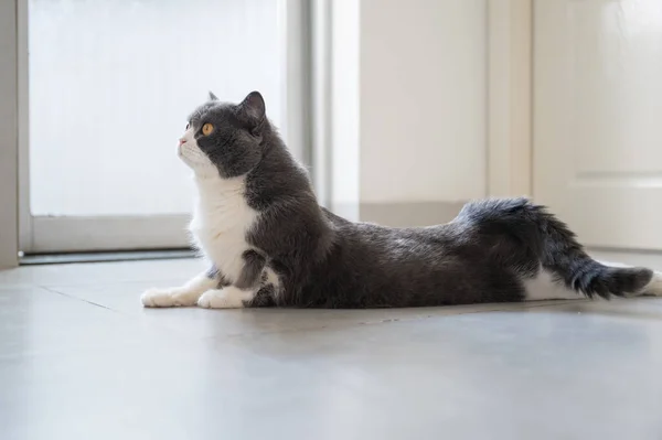 Britânico Gato Shorthair Deitado Chão Alongamento — Fotografia de Stock