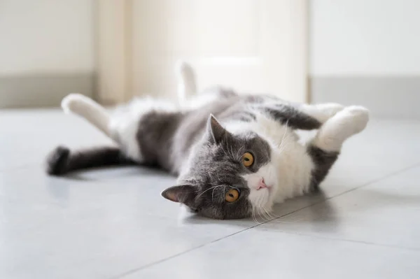 Британський Короткохвостий Кіт Лежав Підлозі Розтягувався — стокове фото