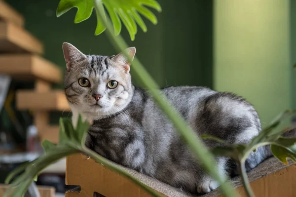 Amerikanische Kurzhaarkatze Ruht Auf Bauch — Stockfoto