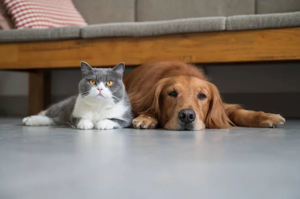 Golden Retriever Und Britisch Kurzhaar — Stockfoto