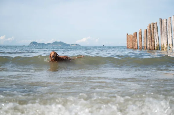 Golden Retriever Παίζει Στο Νερό Στην Παραλία — Φωτογραφία Αρχείου