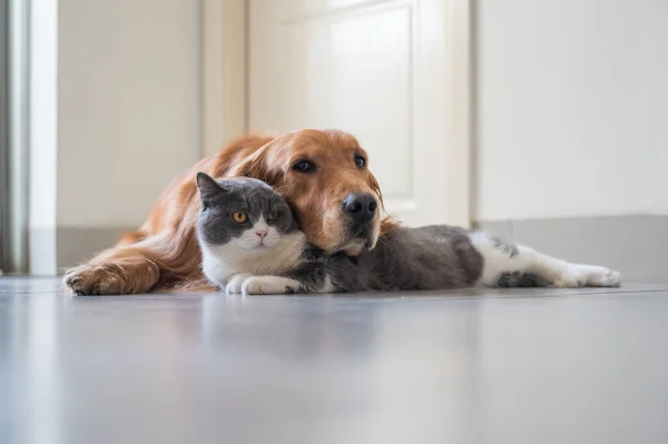 Golden Retriever British Shorthair — Stok fotoğraf