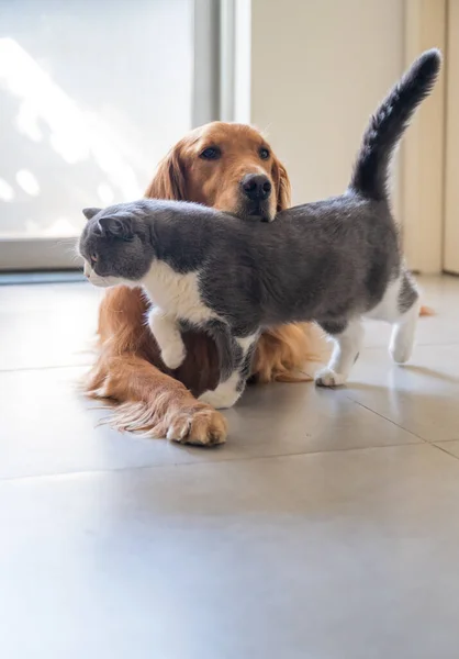 Golden Retriever British Shorthair — Stock Photo, Image