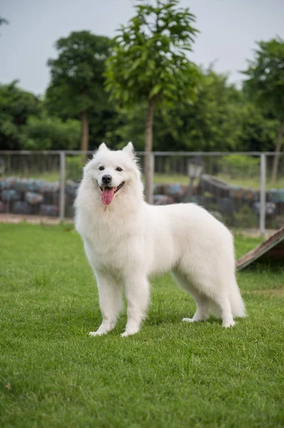 Samoyed Feliz Jugando Hierba —  Fotos de Stock