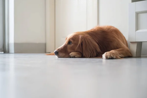 Golden Retriever Tendido Suelo — Foto de Stock