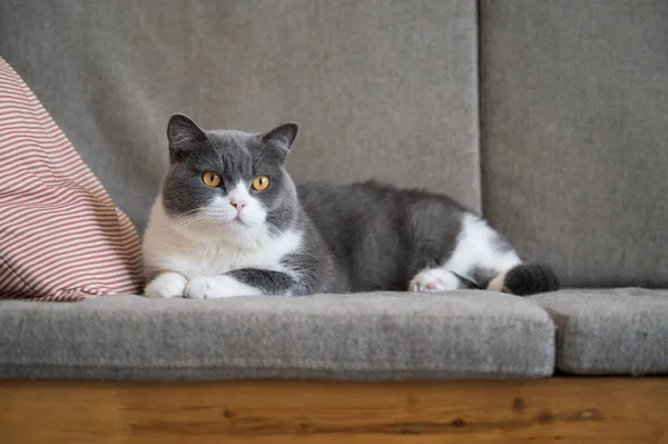 British Shorthair Leżące Kanapie — Zdjęcie stockowe